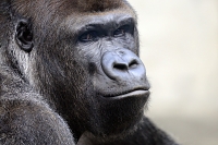 Gorilla (Gorilla gorila gorilla) 8-2021 9012